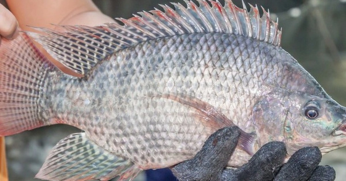 Xuất khẩu cá rô phi Việt vụt sáng