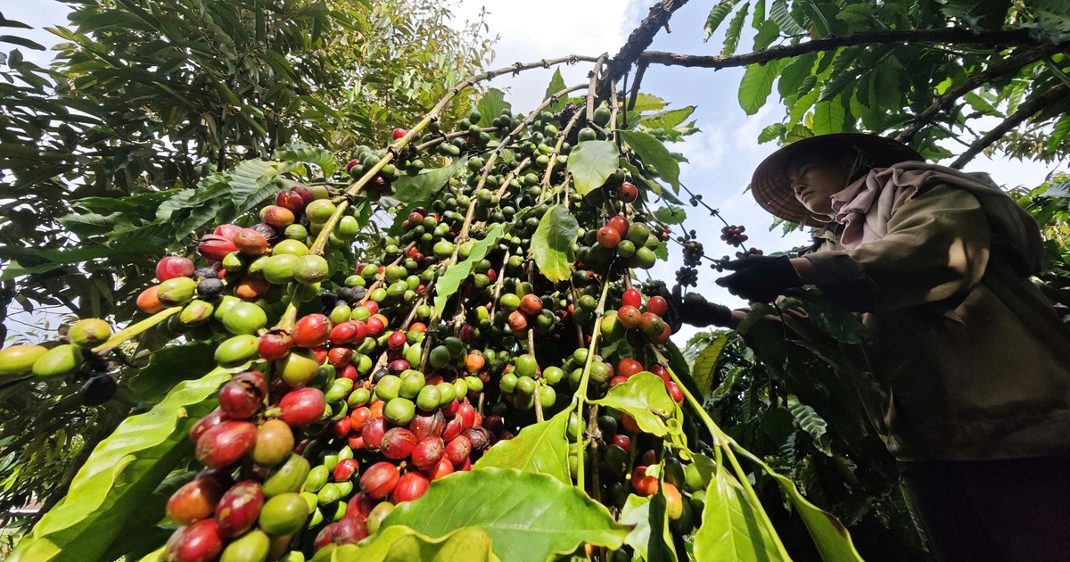 Mùa vàng nông sản Việt