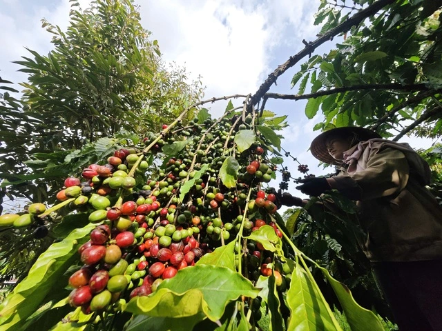 Mùa vàng nông sản Việt - Ảnh 1