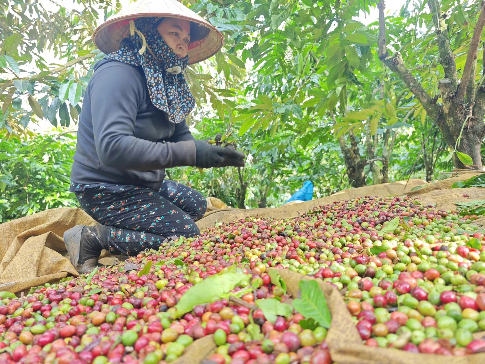 Việt Nam nhập khẩu nhiều nông sản, có đáng lo? - Ảnh 2