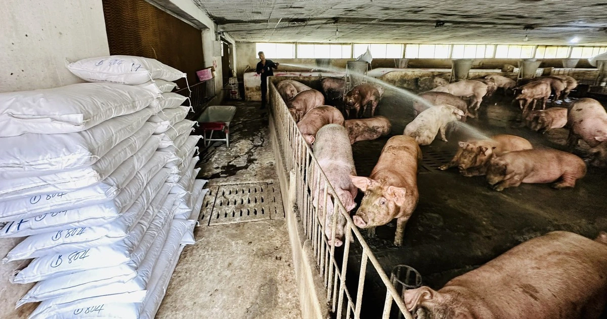 Chăn nuôi thiệt hại nặng do mưa lũ, tết này có thiếu thịt?