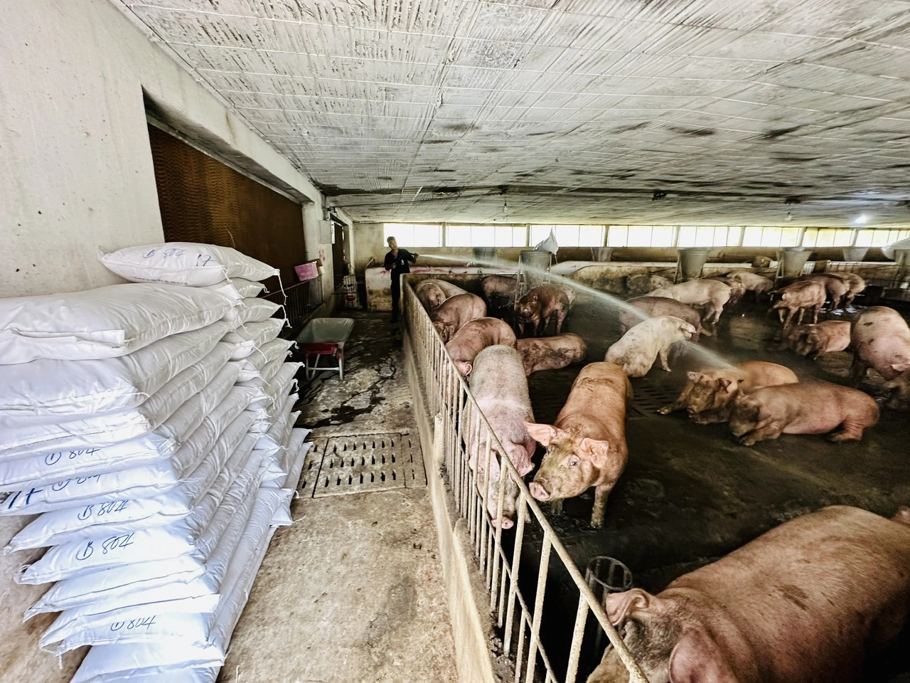 Chăn nuôi thiệt hại nặng do mưa lũ, tết này có thiếu thịt? - Ảnh 1