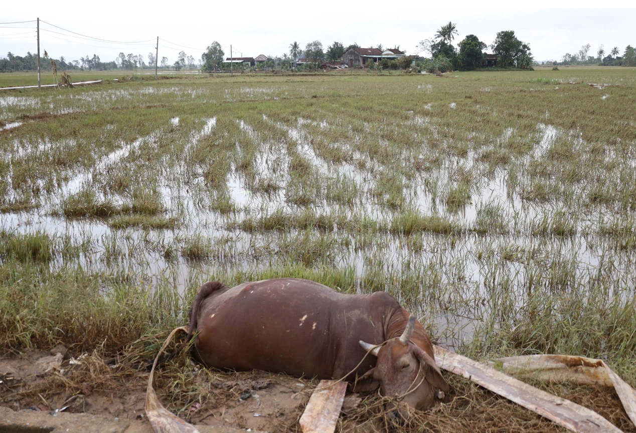 Chăn nuôi thiệt hại nặng do mưa lũ, tết này có thiếu thịt? - Ảnh 2