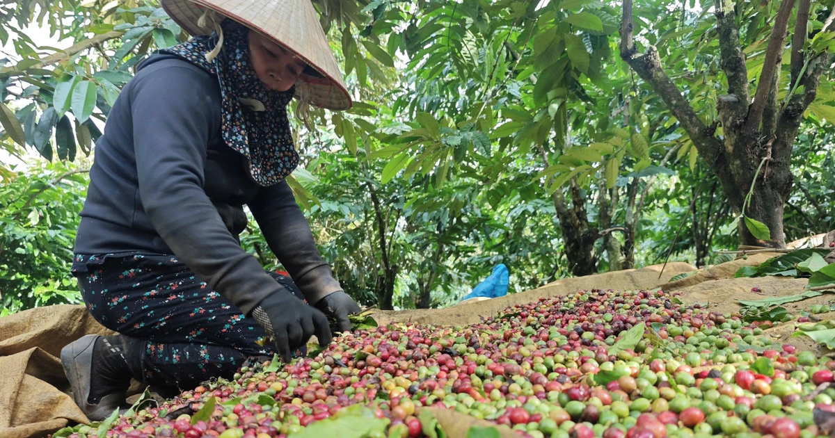 Nông sản xuất khẩu 'khổ' vì thuế