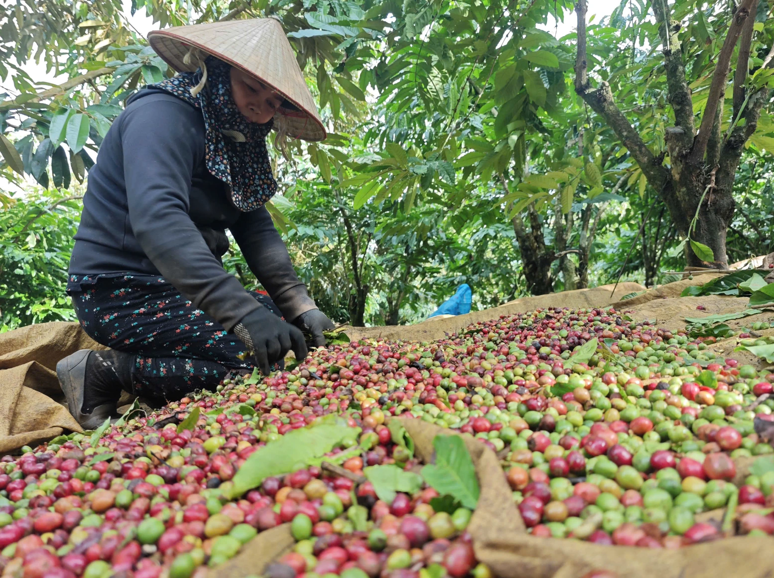 Nông sản xuất khẩu 'khổ' vì thuế - Ảnh 1