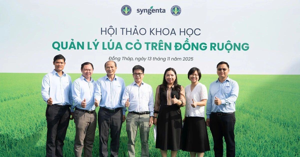 ‘Vũ khí’ mới giúp nông dân ĐBSCL diệt ‘lúa cỏ’ bảo vệ năng suất