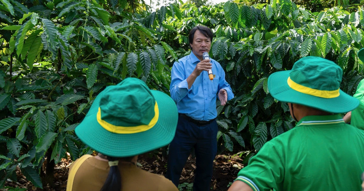 Thu nhập tăng thêm cả trăm triệu đồng nhờ 'trồng cà phê thông minh'