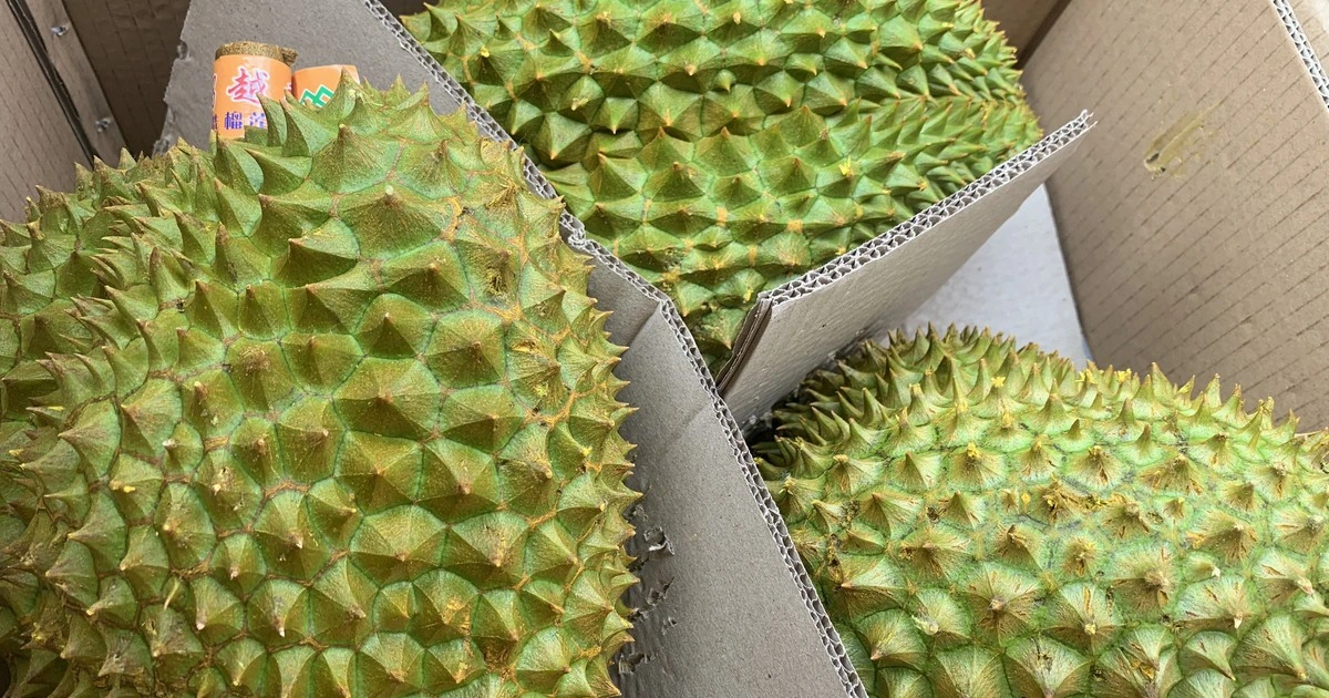 Sầu riêng hết 'tắc' xét nghiệm, mỗi ngày xuất khẩu 400 xe sang Trung Quốc