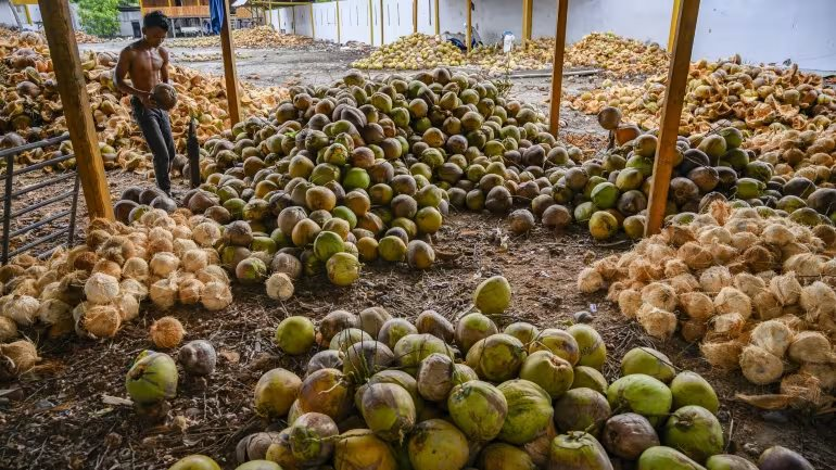 Mỹ miễn thuế với một loại sản vật tỷ đô, nông dân Philippines vẫn gặp khó vì giá rẻ, Việt Nam cũng đang chứng kiến giá lao dốc - Ảnh 1