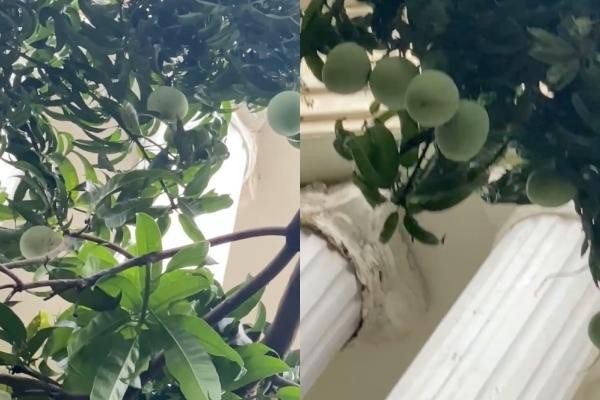 Quả xoài "tai tiếng" nhất Việt Nam: Khiến một nữ đại gia tốn cả trăm triệu vẫn chỉ biết "im lặng chịu trận" - Ảnh 2