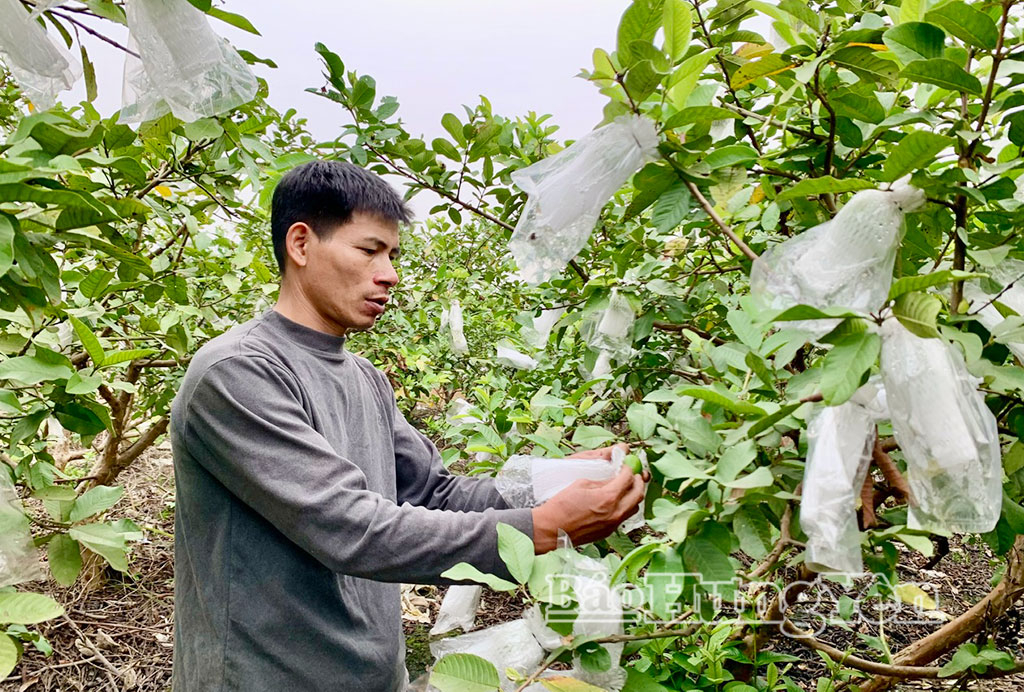 Thương lái tấp nập vào tận vườn thu mua loại quả giòn, ngọt đậm, người dân Hưng Yên kiếm bộn tiền - Ảnh 2