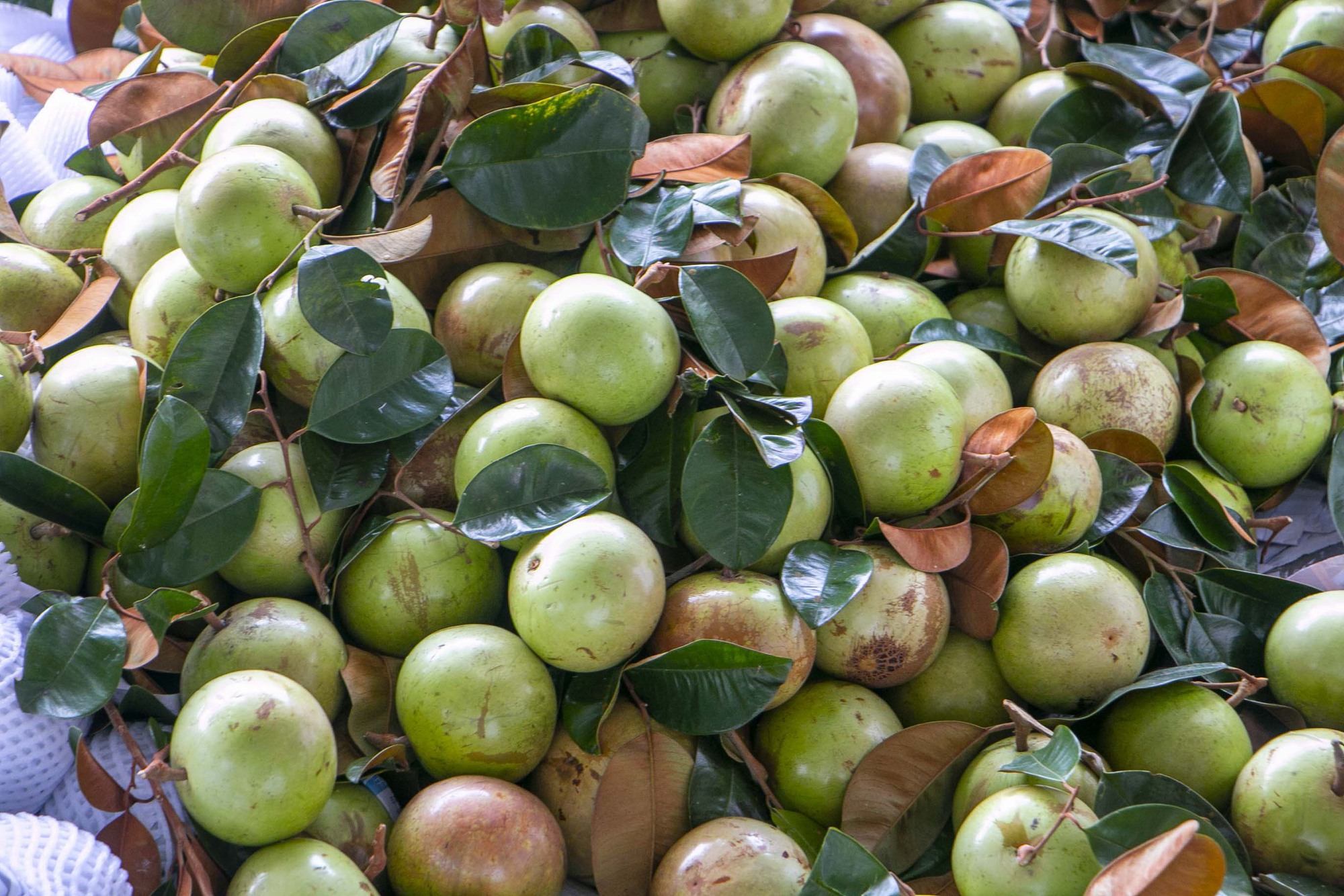 Rộn ràng vú sữa Lò Rèn, nhà vườn "bỏ túi" hàng trăm triệu đồng - Ảnh 1