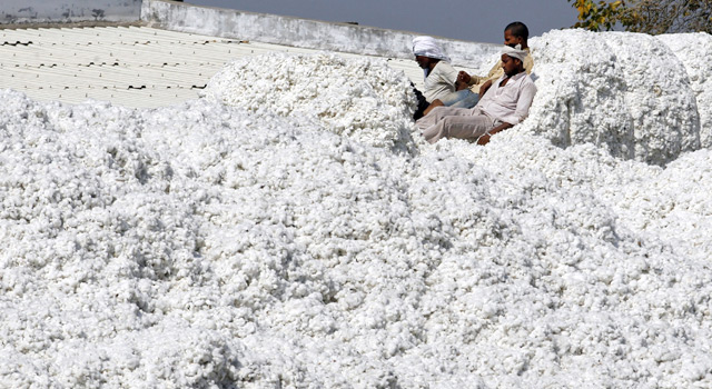 Xuất khẩu sang Trung Quốc lao dốc, Mỹ tăng mạnh đưa 'vàng trắng' vào Việt Nam, nước ta tiêu thụ đứng thứ 3 thế giới - Ảnh 1