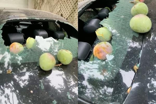 Quả xoài "tai tiếng" nhất Việt Nam: Khiến một nữ đại gia tốn cả trăm triệu vẫn chỉ biết "im lặng chịu trận" - Ảnh 3