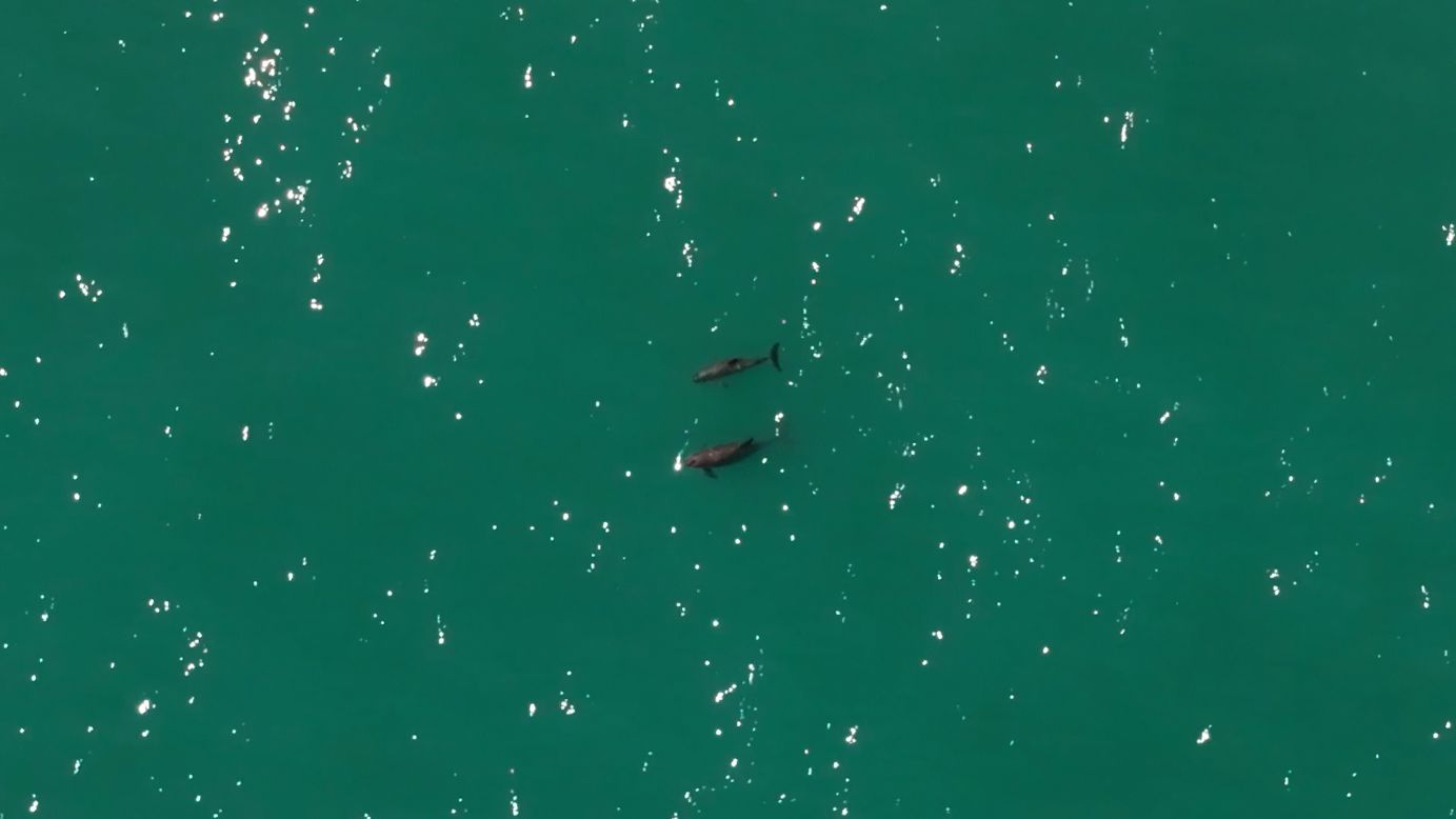 Loài vật quý hiếm bậc nhất thế giới, chỉ còn lại đúng 10 con - Ảnh 2