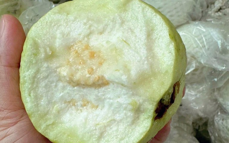 Thương lái tấp nập vào tận vườn thu mua loại quả giòn, ngọt đậm, người dân Hưng Yên kiếm bộn tiền - Ảnh 1