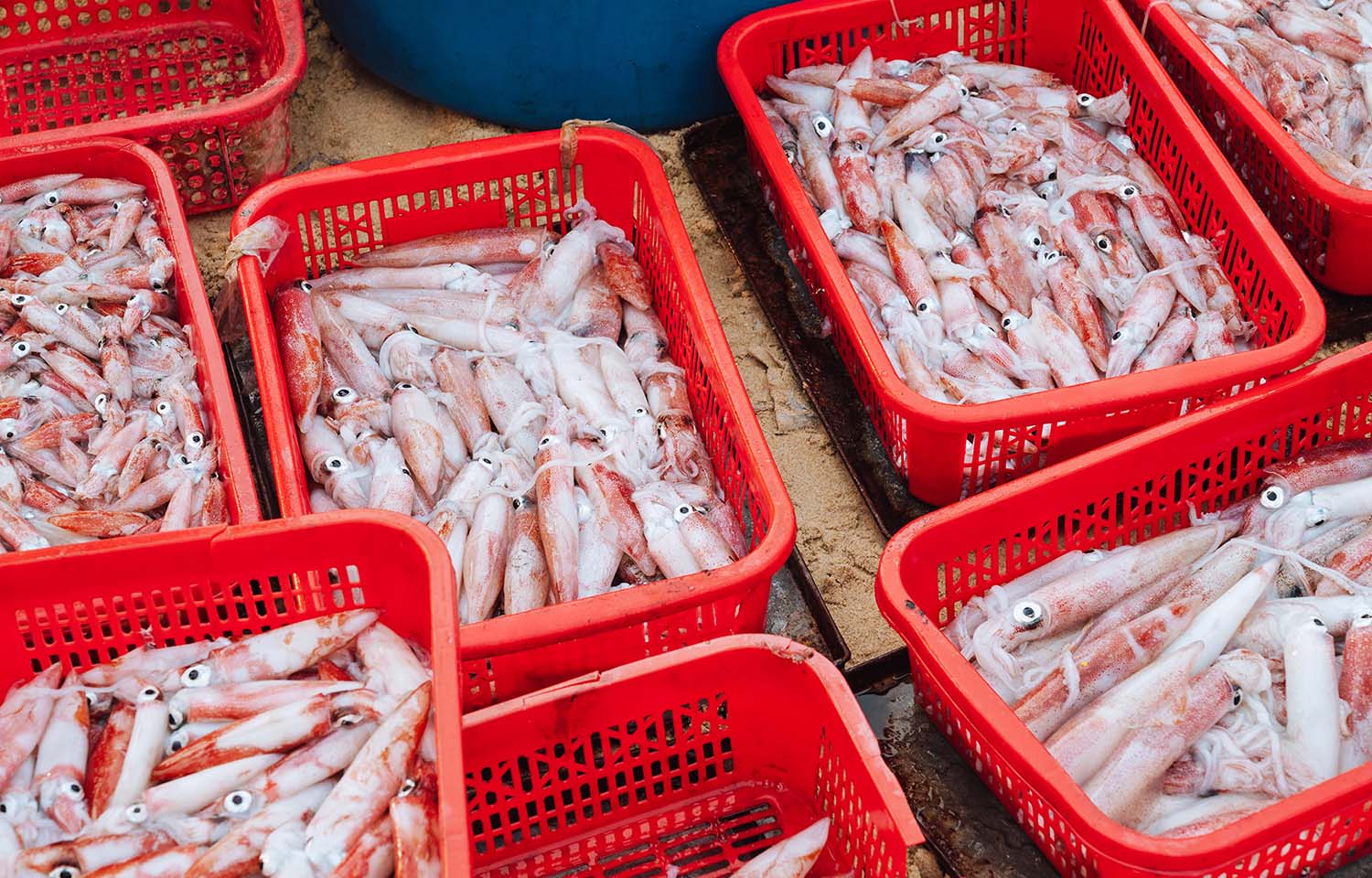 Không phải sầu riêng, một kho báu của Việt Nam được Thái Lan liên tục săn lùng: Xuất khẩu tăng trưởng mạnh, nước ta thu về hàng trăm triệu USD - Ảnh 1