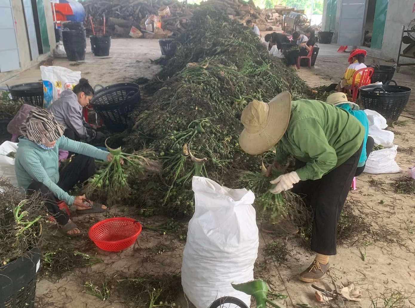 Động thái của thương lái Trung Quốc khiến giá cau tươi lao dốc - Ảnh 1