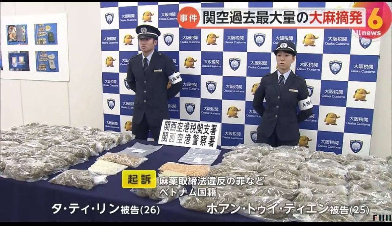 2 cô gái Việt vận chuyển 31kg cần sa khô qua sân bay Nhật, giá trị 25 tỷ đồng: Vụ thu giữ lớn nhất từ trước đến nay - Ảnh 1