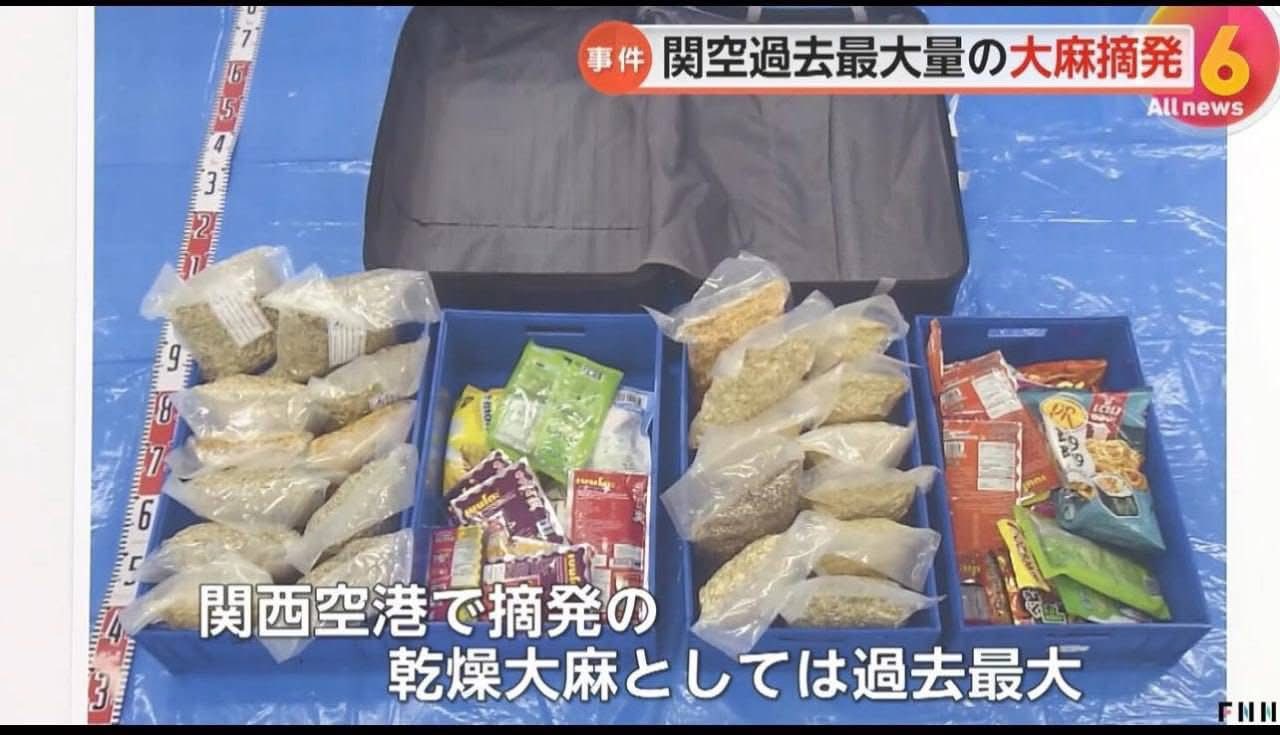 2 cô gái Việt vận chuyển 31kg cần sa khô qua sân bay Nhật, giá trị 25 tỷ đồng: Vụ thu giữ lớn nhất từ trước đến nay - Ảnh 3