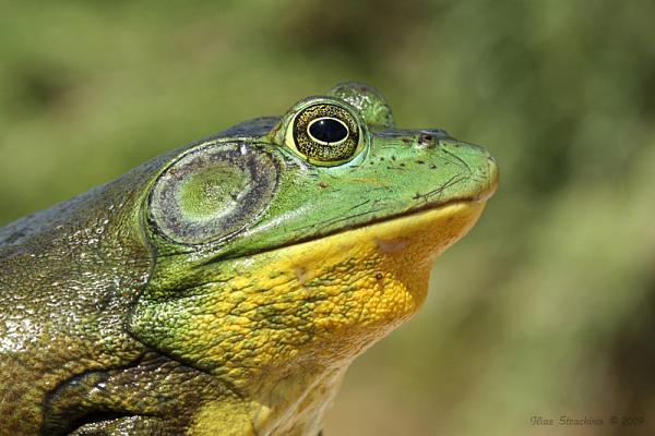 Cơn sốt 300.000 tấn ếch trâu tại Trung Quốc và ba loại "chi phí ngầm" đang khiến giới chuyên gia đau đầu - Ảnh 1