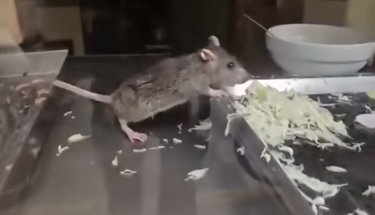 Vụ clip nghi nhân viên bỏ đồ ăn trong miệng vào bánh mỳ của khách Tây ở Ninh Bình: Phía quán giải thích - Ảnh 2