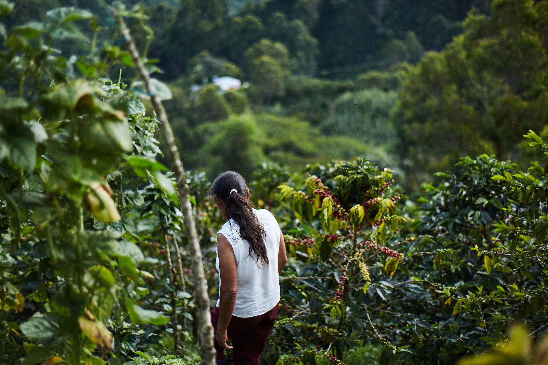 'Vàng nâu' bùng nổ tại một quốc gia chủ chốt BRICS, sản lượng tăng hơn 81% đe dọa vị trí 'ông trùm' số 1 thế giới của Việt Nam - Ảnh 1