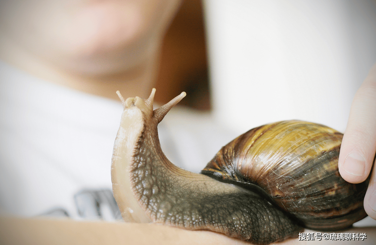 Mỹ tốn triệu đô bất lực trước ốc sên châu Phi, Trung Quốc tìm ra cách biến "kẻ xâm lăng" thành mỏ vàng kinh tế - Ảnh 2