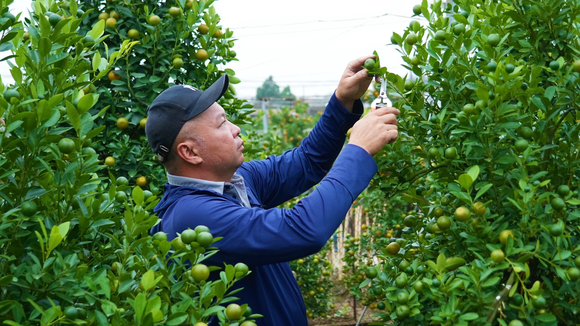 Đào, quất Tết 2026: Chưa có khách mua, nông dân Hà Nội đã dự đoán lợi nhuận sẽ giảm 15% bởi một lý do - Ảnh 1