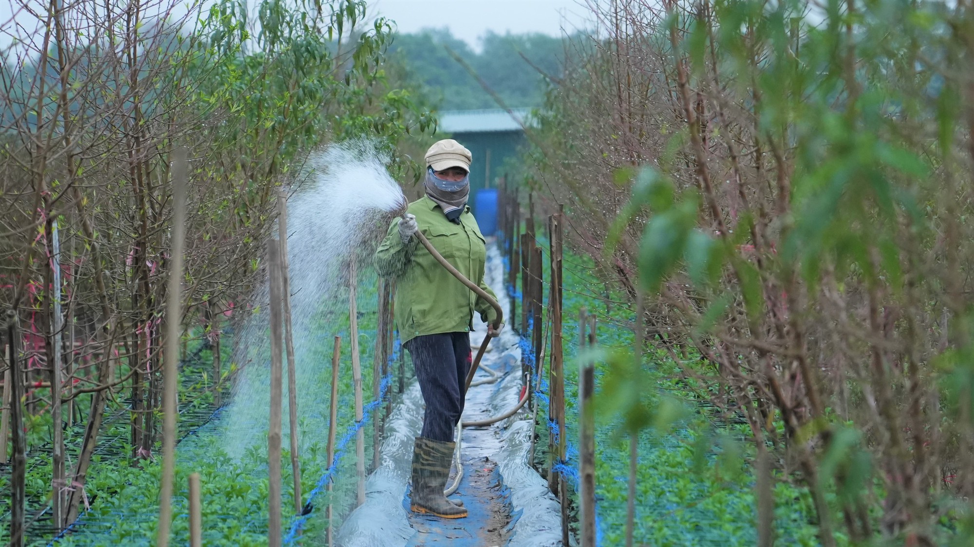 Đào, quất Tết 2026: Chưa có khách mua, nông dân Hà Nội đã dự đoán lợi nhuận sẽ giảm 15% bởi một lý do - Ảnh 5
