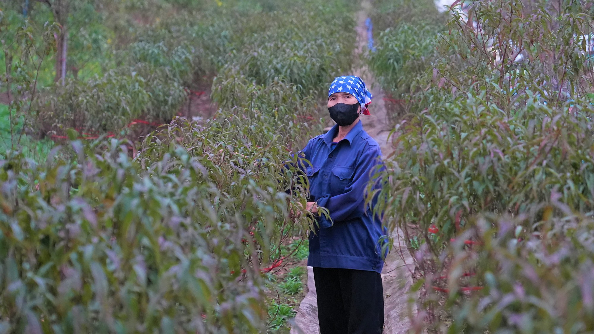 Đào, quất Tết 2026: Chưa có khách mua, nông dân Hà Nội đã dự đoán lợi nhuận sẽ giảm 15% bởi một lý do - Ảnh 6