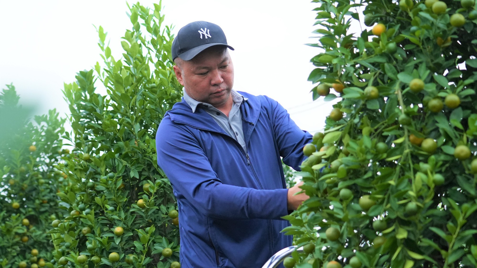 Đào, quất Tết 2026: Chưa có khách mua, nông dân Hà Nội đã dự đoán lợi nhuận sẽ giảm 15% bởi một lý do - Ảnh 4