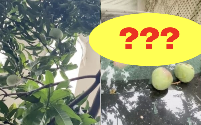 Quả xoài "tai tiếng" nhất Việt Nam: Khiến một nữ đại gia tốn cả trăm triệu vẫn chỉ biết "im lặng chịu trận" - Ảnh 1