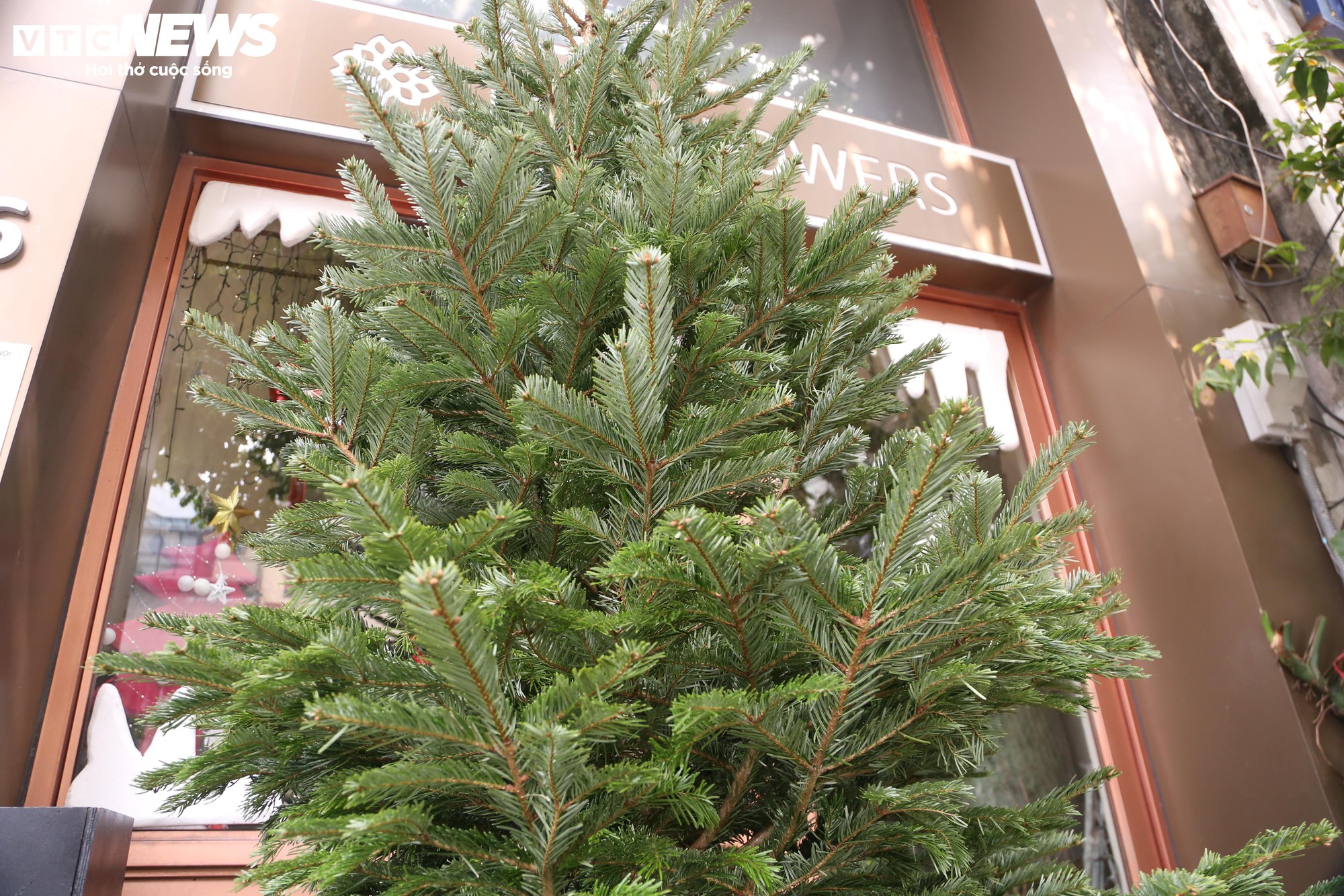 Đại gia Hà Nội chi hơn 100 triệu đồng mua thông tươi nhập khẩu đón Giáng sinh - Ảnh 2