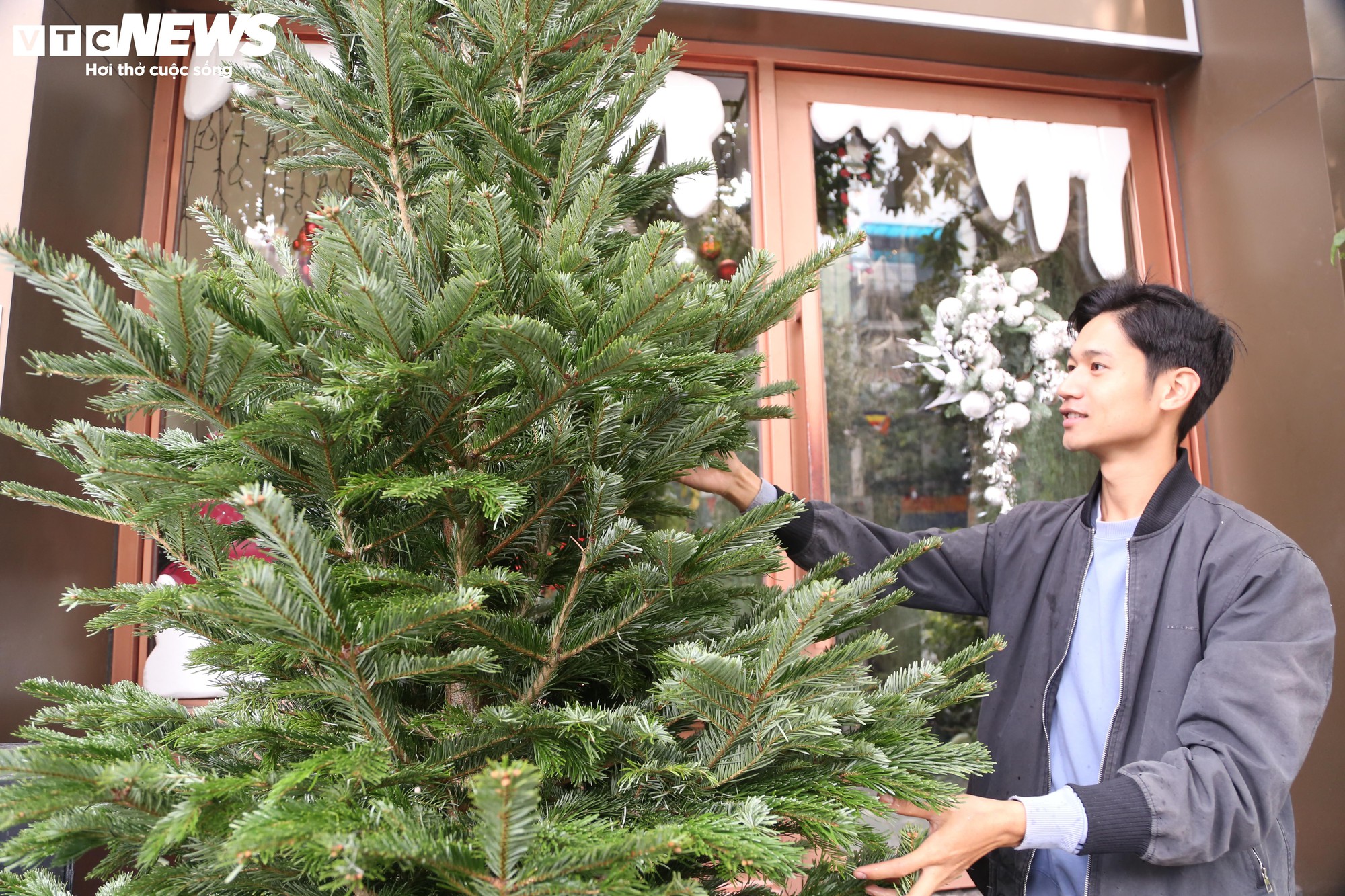 Đại gia Hà Nội chi hơn 100 triệu đồng mua thông tươi nhập khẩu đón Giáng sinh - Ảnh 1