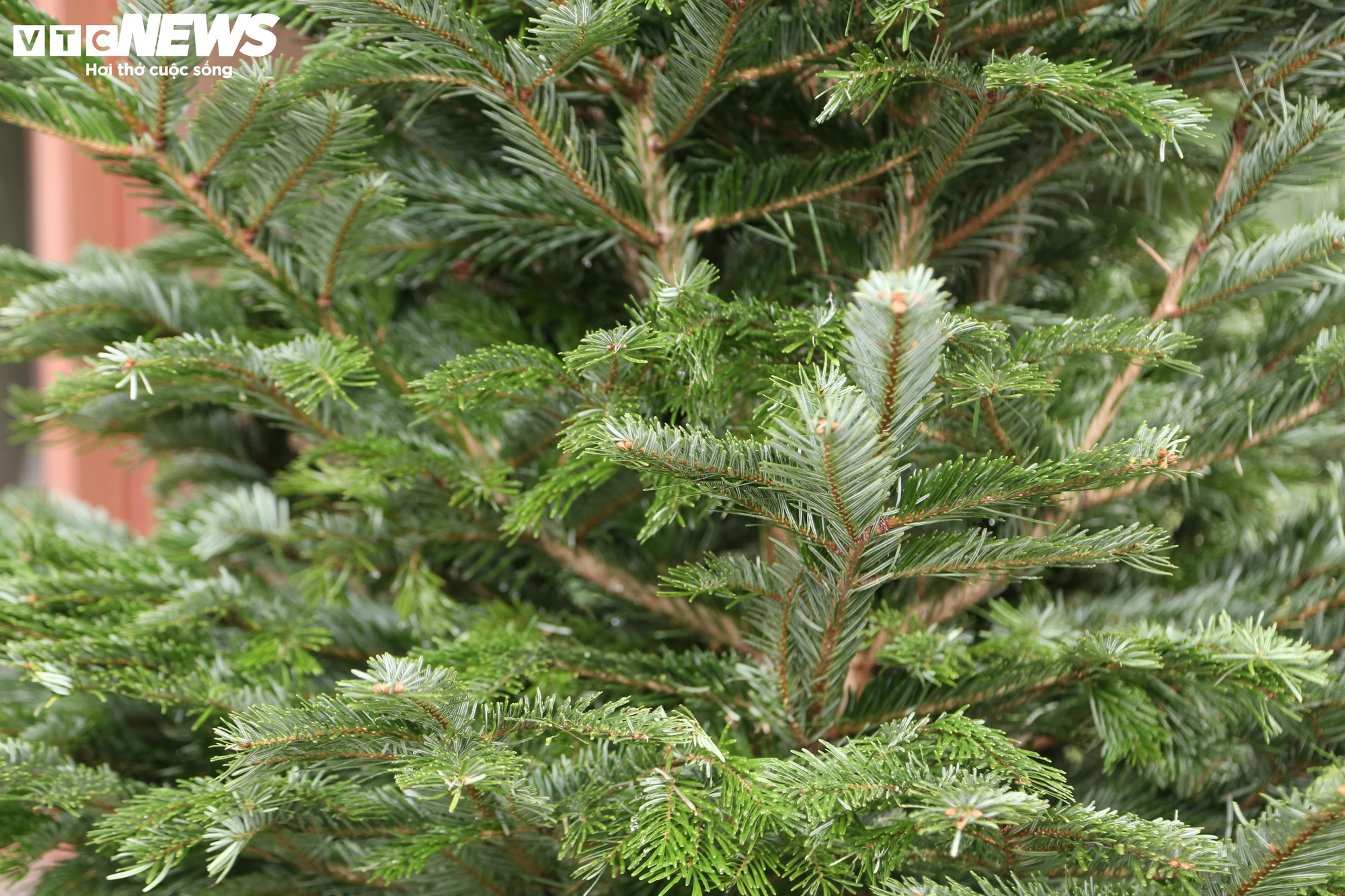 Đại gia Hà Nội chi hơn 100 triệu đồng mua thông tươi nhập khẩu đón Giáng sinh - Ảnh 7