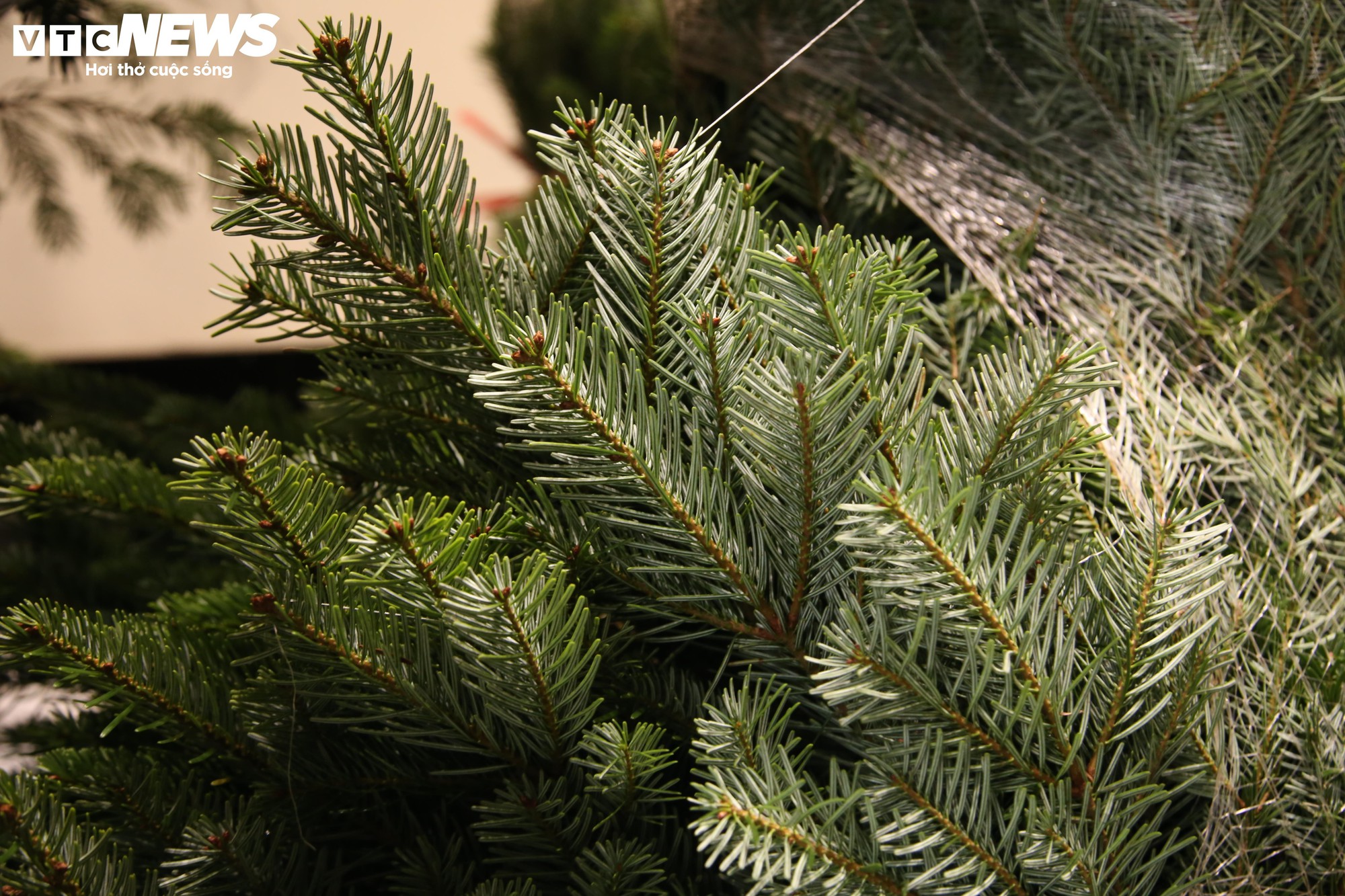 Đại gia Hà Nội chi hơn 100 triệu đồng mua thông tươi nhập khẩu đón Giáng sinh - Ảnh 3