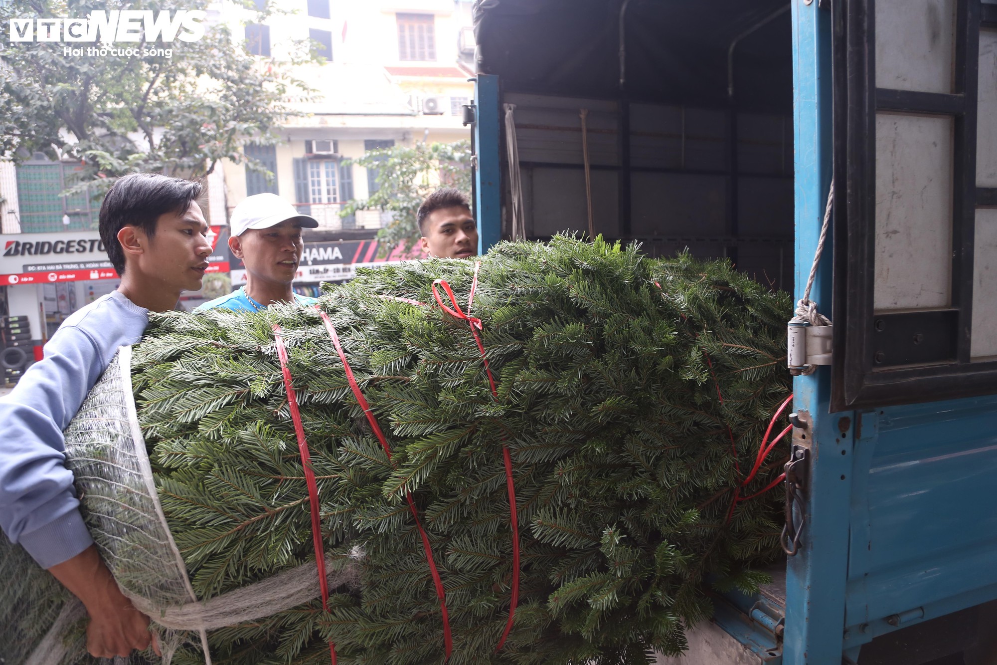 Đại gia Hà Nội chi hơn 100 triệu đồng mua thông tươi nhập khẩu đón Giáng sinh - Ảnh 10