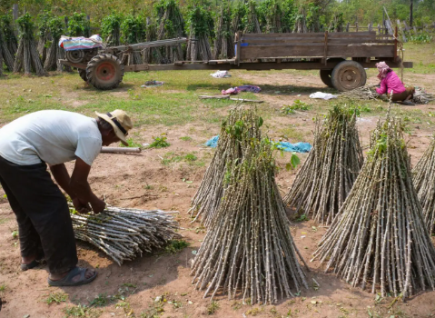 Không phải sầu riêng hay gạo, Trung Quốc bất ngờ săn lùng trở lại một mặt hàng từ Việt Nam: Thu mua hơn 95% sản lượng, nước ta là 'trùm' thứ 2 thế giới - Ảnh 1