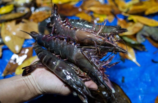 Không phải sầu riêng, đây là mặt hàng Việt làm mưa làm gió tại Trung Quốc: Nước ta bỏ túi hơn 1,2 tỷ USD, xuất khẩu đứng thứ 2 thế giới - Ảnh 1