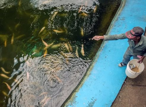 Trước khi mang giống lúa gây sốt sang Cuba, hóa ra Việt Nam đã mang công nghệ nuôi cá ‘đổi đời’ sang đây từ 14 năm trước, thu kết quả ấn tượng chỉ trong 3-4 tháng - Ảnh 1