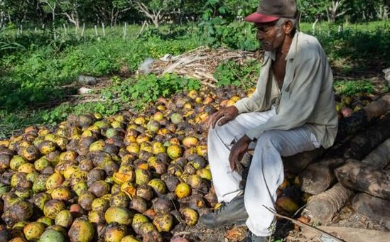 Một loại 'vàng xanh trên cây' của Cuba gặp khó: Bất ngờ thối rữa tại vườn không thể thu hoạch, thị trường sốt giá lên mức xa xỉ - Ảnh 1