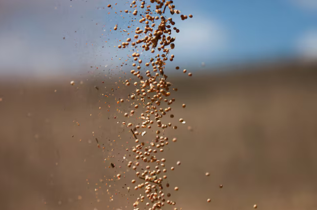 Nhận tin buồn từ Trung Quốc, Mỹ đưa gần 1 triệu tấn ‘hạt vàng’ vào Việt Nam: Nước ta tiêu thụ hàng triệu tấn mỗi năm, giá rẻ hấp dẫn - Ảnh 1