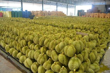 Không phải Thái Lan hay Việt Nam, một quốc gia Đông Nam Á đón tin buồn với sầu riêng: Xuất khẩu giảm 7 lần do thời tiết, thị phần tại Trung Quốc dưới 1% - Ảnh 1