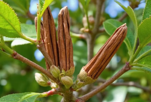 Hàng nghìn tấn hàng từ Indonesia vừa đổ bộ giúp Việt Nam thống lĩnh ‘mỏ vàng’ triệu đô của thế giới: Chiếm 72% nguồn cung, là cây từ thân đến lá đều mài ra tiền - Ảnh 1