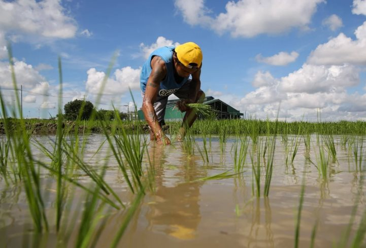 Việt Nam, Thái Lan chú ý: Philippines có động thái mới với nhập khẩu gạo từ 1/1/2026 - Ảnh 1