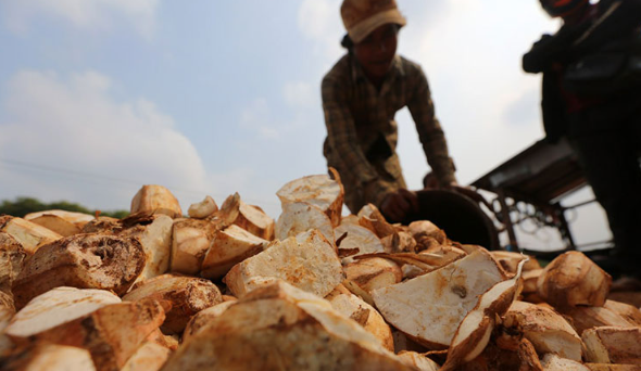 Không phải sầu riêng, đây mới là mỏ vàng của Việt Nam được Trung Quốc và châu Á tranh nhau mua: Thu về hơn 1 tỷ USD, nước ta cùng Thái Lan cạnh tranh ngôi vương - Ảnh 1