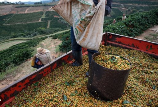 Bất chấp sản lượng giảm mạnh, một 'đặc sản' của Cuba được giải thưởng ngon nhất thế giới - Việt Nam cũng nằm trong danh sách - Ảnh 1