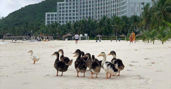 17 con vịt bị lũ cuốn trôi vào resort của ông Phạm Nhật Vượng: Vinpearl Nha Trang tổ chức thi đặt tên, thưởng 17 cặp vé