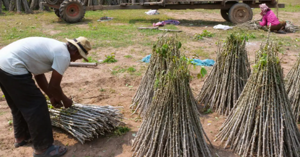 Không phải sầu riêng hay gạo, Trung Quốc bất ngờ săn lùng trở lại một mặt hàng từ Việt Nam: Thu mua hơn 95% sản lượng, nước ta là 'trùm' thứ 2 thế giới